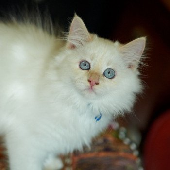 kitten Siberian Cat cream point Hanoon Spellbound Siberian Cats