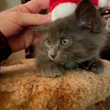 kitten Siberian Cat blue Boz (orange) Spellbound Siberian Cats