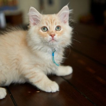 kitten Siberian Cat red tabby Bright Blue Collar (Lirra B) Spellbound Siberian Cats