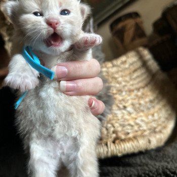 kitten Siberian Cat red tabby bright blue collar Spellbound Siberian Cats