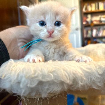 kitten Siberian Cat red tabby bright blue collar Spellbound Siberian Cats