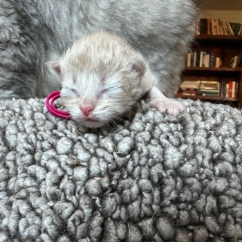 kitten Siberian Cat red tabby Bright Pink Collar (Lirra B) Spellbound Siberian Cats