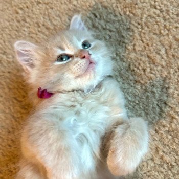 kitten Siberian Cat red tabby Bright Pink Collar (Lirra B) Spellbound Siberian Cats