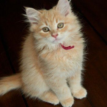 kitten Siberian Cat red tabby Bright Pink Collar (Lirra B) Spellbound Siberian Cats