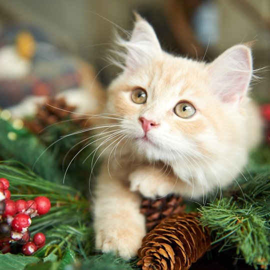 Bright Pink Collar (Lirra B) Female Siberian Cat