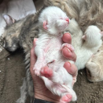 kitten Siberian Cat cream point Female 1 Spellbound Siberian Cats