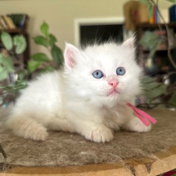 kitten Siberian Cat cream point Female 1 Spellbound Siberian Cats