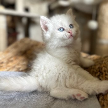 kitten Siberian Cat cream point Female 1 Spellbound Siberian Cats