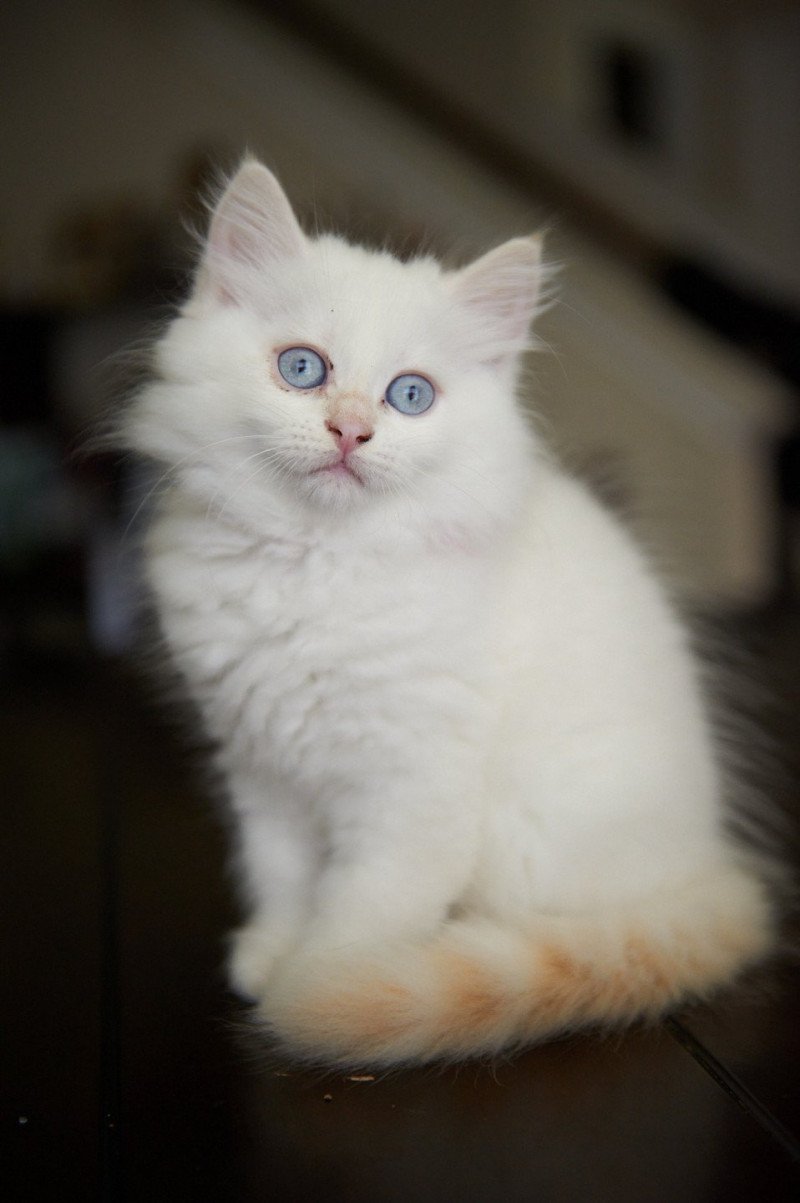 Female (Arabesque F) Female Siberian Cat