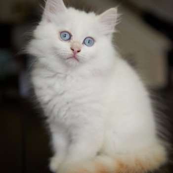 kitten Siberian Cat cream point Female (Arabesque F) Spellbound Siberian Cats