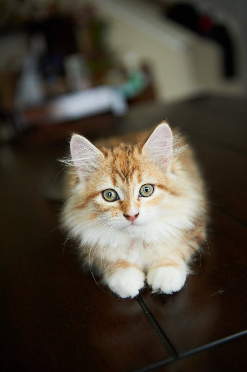 Female 1 (Aria I) Female Siberian Cat