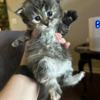 kitten Siberian Cat Female 1 (Nezabudka C) Spellbound Siberian Cats