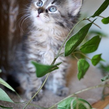 kitten Siberian Cat Female 1 (Nezabudka C) Spellbound Siberian Cats