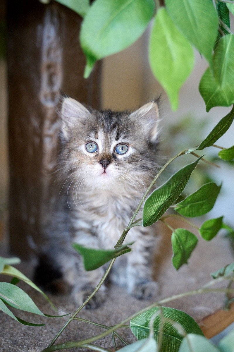 Female 1 (Nezabudka C) Female Siberian Cat