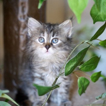 kitten Siberian Cat Female 1 (Nezabudka C) Spellbound Siberian Cats