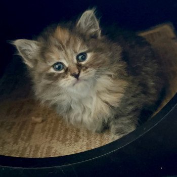 kitten Siberian Cat Female 1 Spellbound Siberian Cats