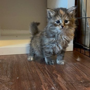 kitten Siberian Cat Female 1 Spellbound Siberian Cats