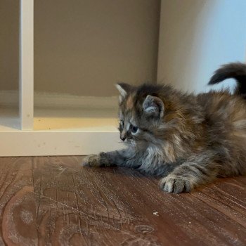 kitten Siberian Cat Female 1 Spellbound Siberian Cats