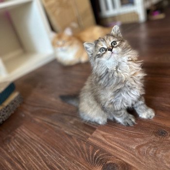 kitten Siberian Cat Female 1 Spellbound Siberian Cats