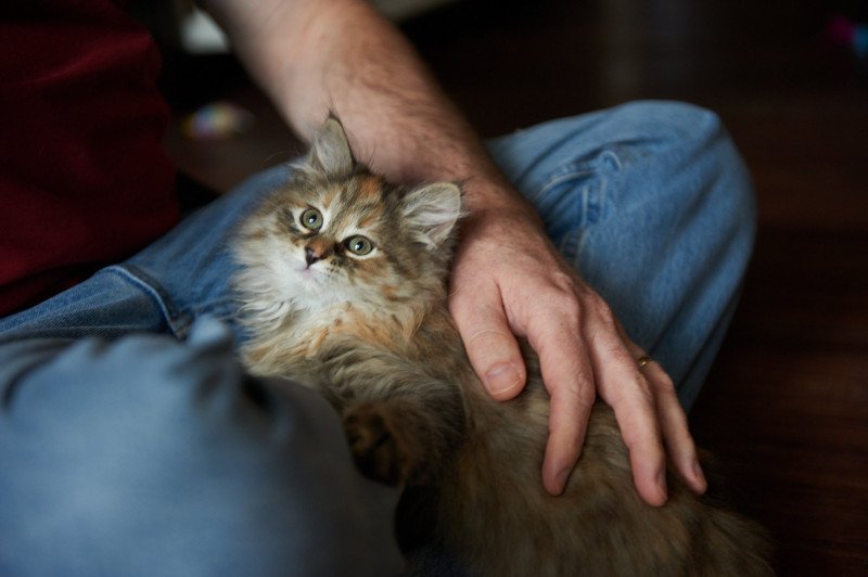 Bella (Female 1) Female Siberian Cat