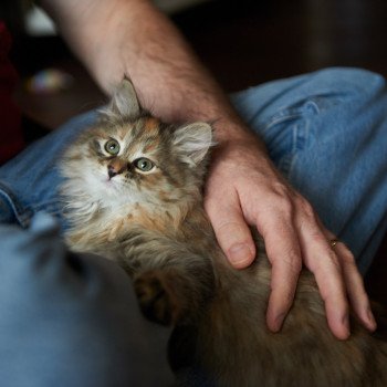 kitten Siberian Cat Bella (Female 1) Spellbound Siberian Cats