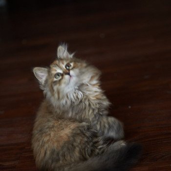 kitten Siberian Cat Bella (Female 1) Spellbound Siberian Cats