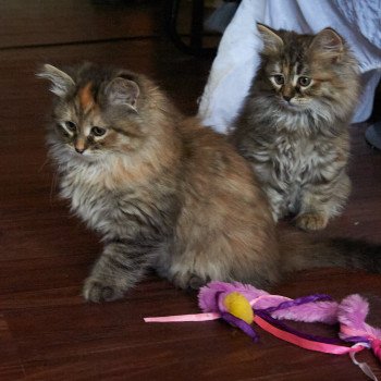 kitten Siberian Cat Bella (Female 1) Spellbound Siberian Cats