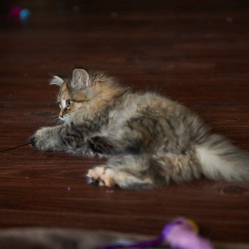 kitten Siberian Cat Bella (Female 1) Spellbound Siberian Cats