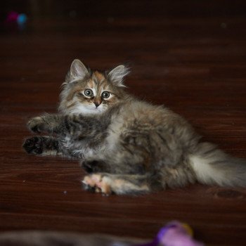 kitten Siberian Cat Bella (Female 1) Spellbound Siberian Cats