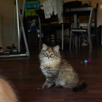 kitten Siberian Cat Bella (Female 1) Spellbound Siberian Cats