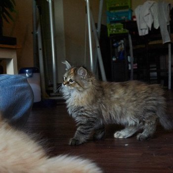 kitten Siberian Cat Bella (Female 1) Spellbound Siberian Cats