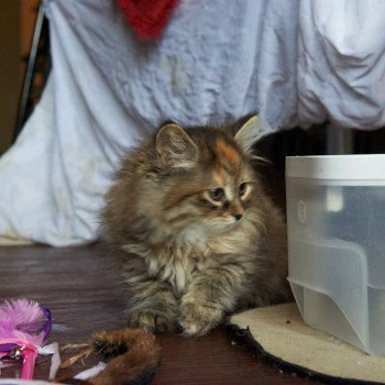 kitten Siberian Cat Bella (Female 1) Spellbound Siberian Cats