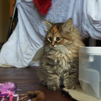 kitten Siberian Cat Bella (Female 1) Spellbound Siberian Cats