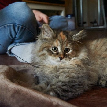 kitten Siberian Cat Bella (Female 1) Spellbound Siberian Cats