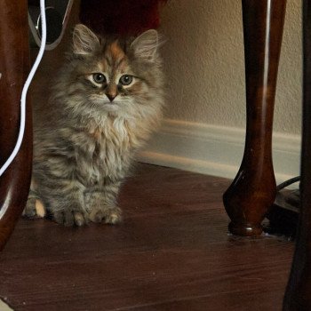 kitten Siberian Cat Bella (Female 1) Spellbound Siberian Cats