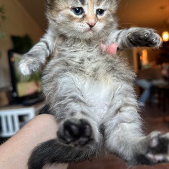 kitten Siberian Cat blue cream tabby Female 2 (Nezabudka B) Spellbound Siberian Cats