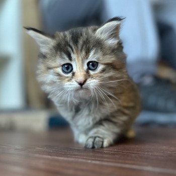 kitten Siberian Cat blue cream tabby Female 2 (Nezabudka B) Spellbound Siberian Cats