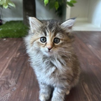 kitten Siberian Cat blue cream tabby Female 2 (Nezabudka B) Spellbound Siberian Cats