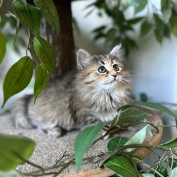 kitten Siberian Cat blue cream tabby Female 2 (Nezabudka B) Spellbound Siberian Cats