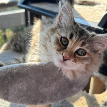 kitten Siberian Cat blue cream tabby Female 2 (Nezabudka B) Spellbound Siberian Cats