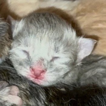 kitten Siberian Cat blue cream white tabby Female 3 (Nezabudka B) Spellbound Siberian Cats