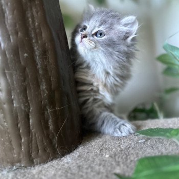 kitten Siberian Cat blue cream white tabby Female 3 (Nezabudka B) Spellbound Siberian Cats