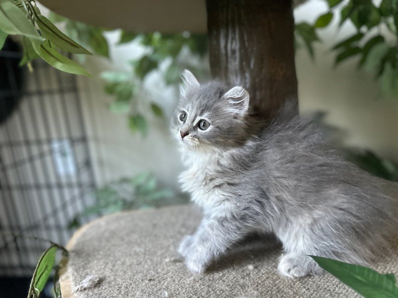 Platina (Female 3) (Nezabudka B) Female Siberian Cat