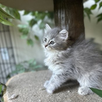 kitten Siberian Cat blue cream white tabby Female 3 (Nezabudka B) Spellbound Siberian Cats