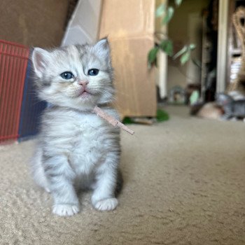 kitten Siberian Cat blue cream white tabby Female (Lirra A) pink collar Spellbound Siberian Cats