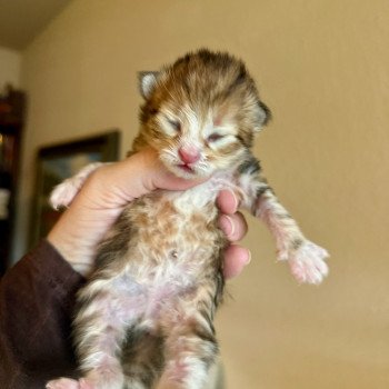 kitten Siberian Cat black white golden tabby Female Spellbound Siberian Cats