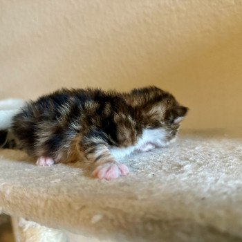 kitten Siberian Cat black white golden tabby Female Spellbound Siberian Cats