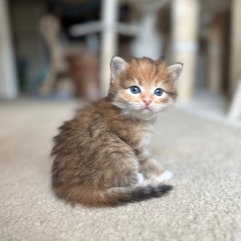 kitten Siberian Cat black white golden tabby Sister Bear (Aria J) Spellbound Siberian Cats