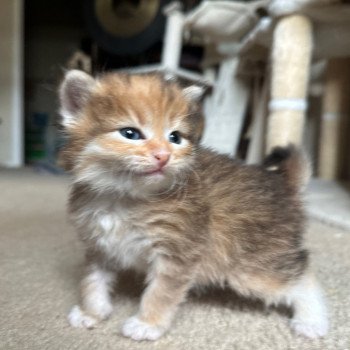 kitten Siberian Cat black white golden tabby Sister Bear (Aria J) Spellbound Siberian Cats