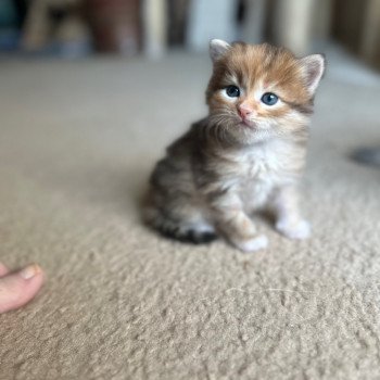 kitten Siberian Cat black white golden tabby Sister Bear (Aria J) Spellbound Siberian Cats